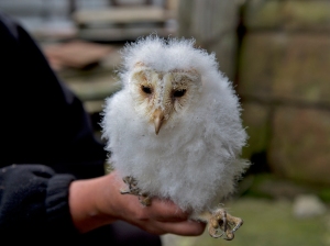 Barn owl chick ready for ringing